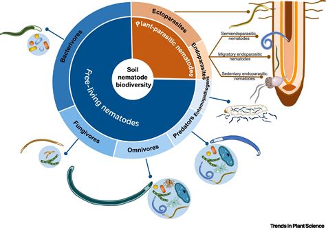 Nematodes An Overlooked Tiny Engineer Of Plant Health Trends In Plant