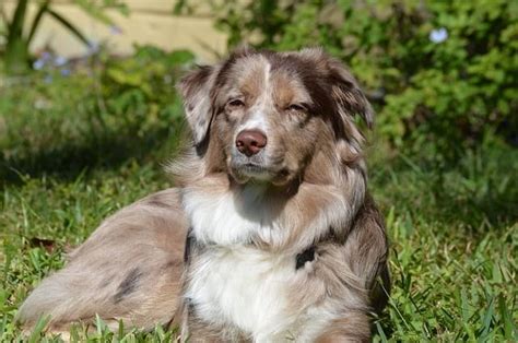 Do Australian Shepherds Shed 7 Tips From Owners