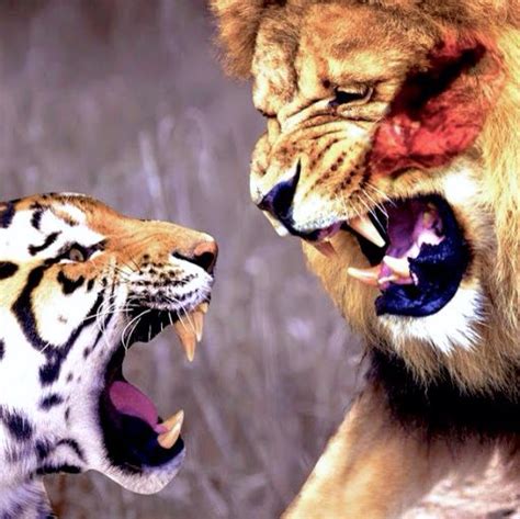 Tiger And Lion Fighting Animals Lion Wildlife