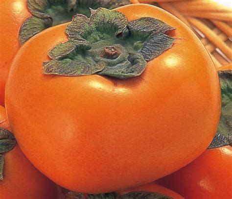 See more ideas about orange, color, fruit. Japanese Language & Culture Lessons: 干し柿（ほしがき）- Dried ...