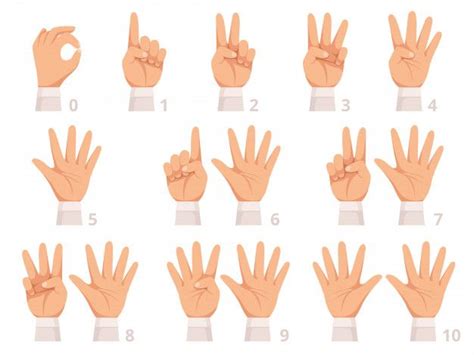 Números De Gesto De Mãos Dedos E Palma Humana Mostram Números