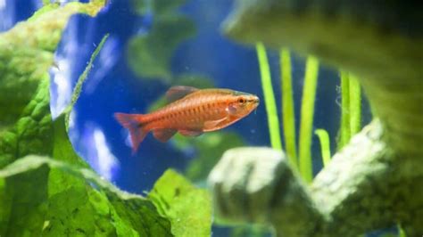 Best Fish For Freshwater Aquarium With Price And Lifespan By Petfather