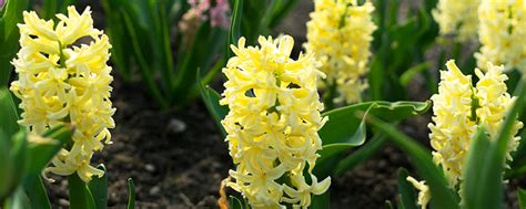 Our Favorite Fragrant Flowering Bulbs Brent And Beckys