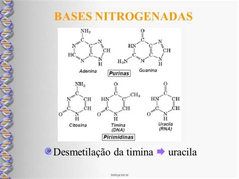 Estrutura E Função Dos ácidos Nucleicos Bioloja