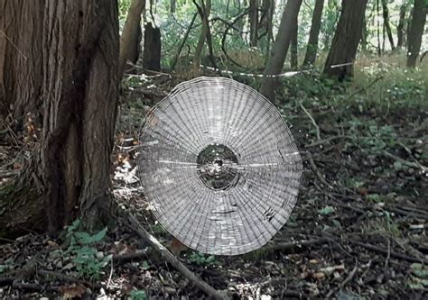 Eine frühe käferart hat im versteinerten. USA: Durch Zufall wurde ein Spinnennetz entdeckt, das so ...