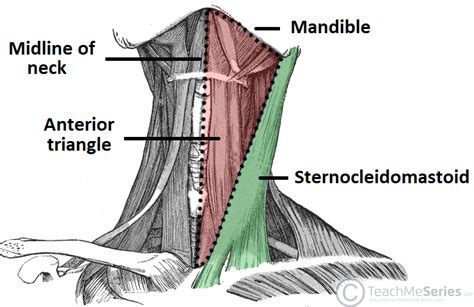 Anterior Neck Anatomy Diagram Posterior Triangle Of Neck Anatomy