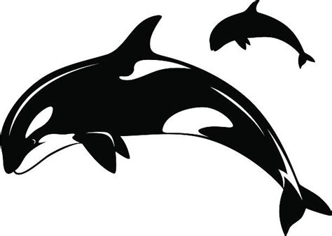 Best Killer Whale Illustrations Royalty Free Vector Graphics And Clip