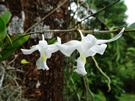 Maybe you would like to learn more about one of these? โป๊ยเซียนดอกจิ๋วๆต้นไหนคือหัวใจเซียนตัวจริงกับเอื้องมะลิ ...