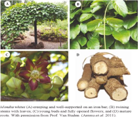 Pharmacognostical Profile Of Selected Medicinal Plants African