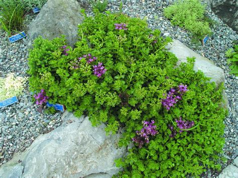 The best groundcover for full sun and clay soil | hunker. Dig up or kill unwanted ground cover plants: Ask the ...