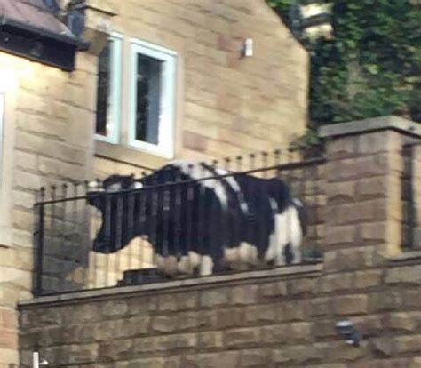 Cow Needs To Be Rescued After Falling Onto A Roof Metro News