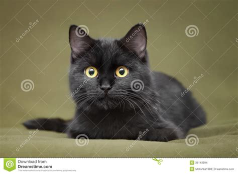 Beautiful Black Cat With Yellow Eyes Stock Photo Image