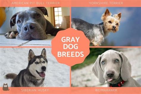 Types Of Gray Dogs Large Medium And Small Breeds With Photos