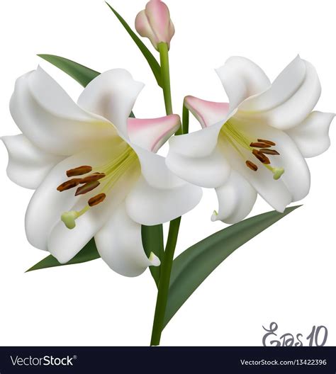 White Lily Flower White Lilies Lily Painting Fabric Painting Vector
