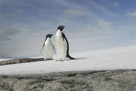 Climate Change Threatens Antarcticas Emperor Penguin Population Time
