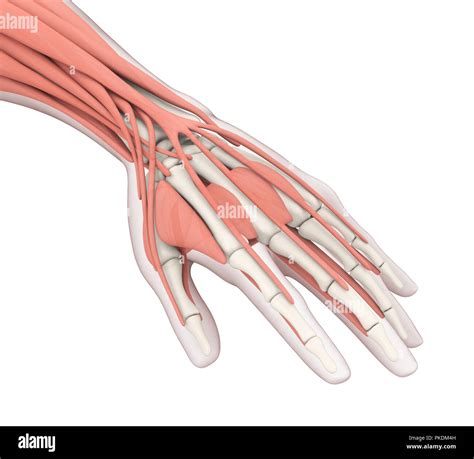 Anatomía De La Mano Humana Ilustración Fotografía De Stock Alamy