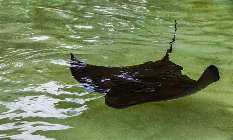 Sting Ray Free Stock Photo Public Domain Pictures