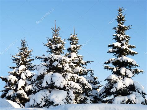 Winter Fir Trees — Stock Photo © Alinaya 1684657