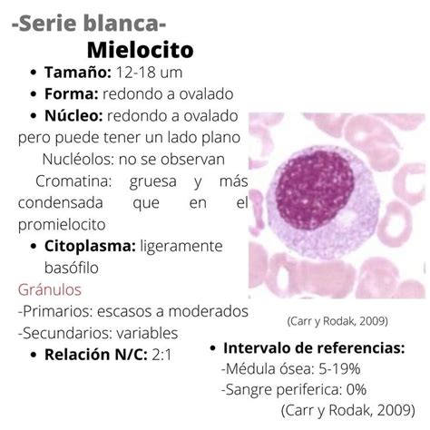 Mielocito Hematología Libros De Histologia Notas De Biología