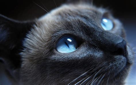 Brown Siamese Cat Cat Blue Eyes Face Animals Hd Wallpaper