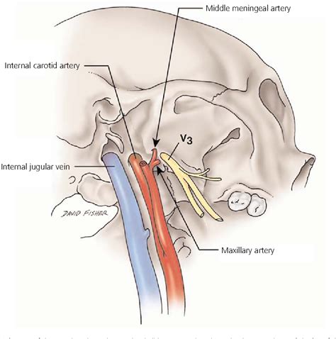 Want to learn more about it? PDF The relationship between the carotid canal and ...