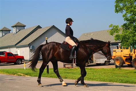 Horse Crossing Photograph By Kathryn Meyer Pixels