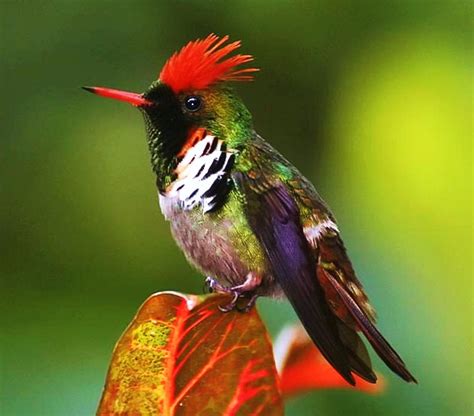 Birds Of The World Frilled Coquette