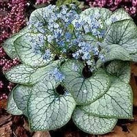 Brunnera Jack Frost Silver Foliage With Green Veins Very Striking