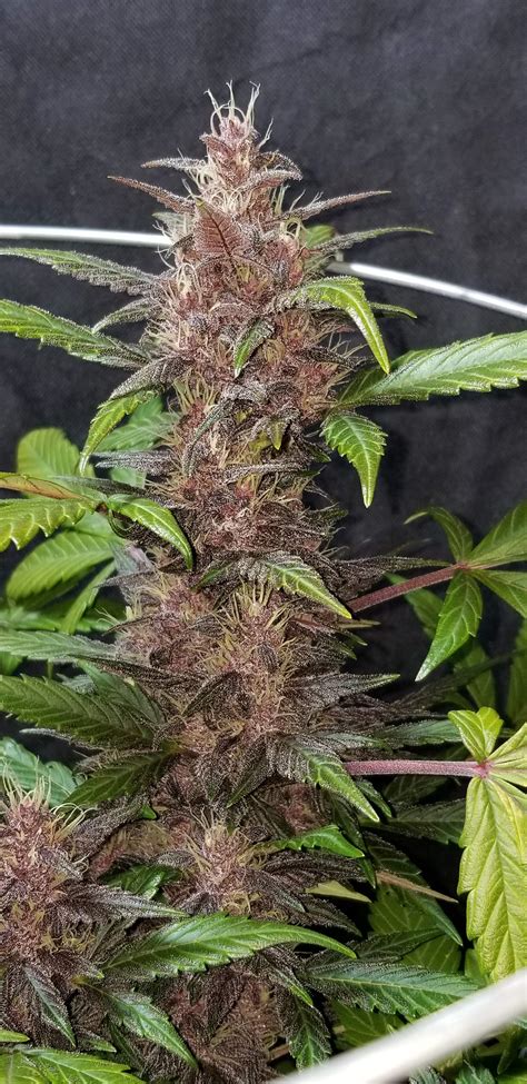 Delicious Seeds Dark Purple Auto Grow Diary Journal Week6 By