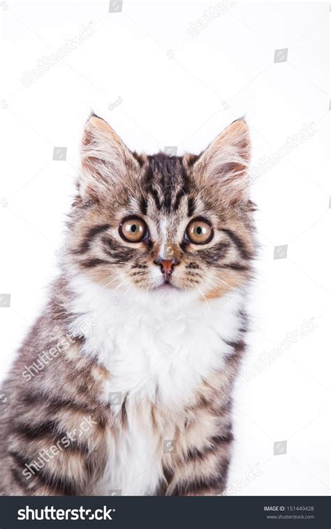Striped Cat On A White Background Black Color Marble