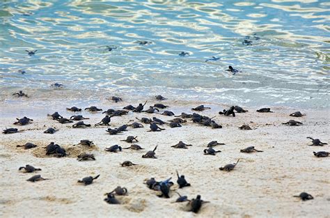 Baby Sea Turtle Hatchlings Are Appearing Along Florida S Beaches