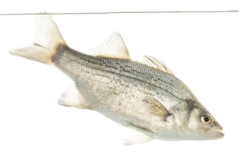 White Bass Emuseum Of Natural History