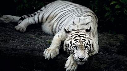 Tiger Animal Wallpapers 1080 1920 2560