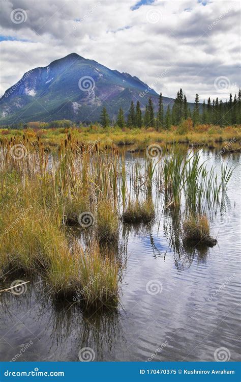 Small Iislets Stock Image Image Of Plant Area Pine 170470375