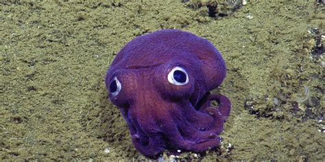 Unique Googly Eyed Purple Squid Mesmerizes Scientists Watch News Corner