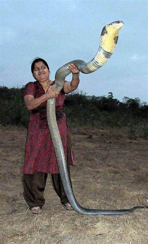 Just Another Day In India Snake Animals Beautiful