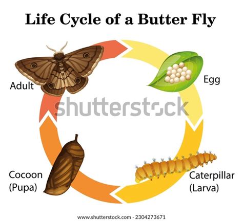 Diagram Showing Life Cycle Moth Illustration Stock Illustration