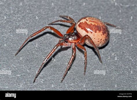 False Black Widow Spider Steatoda Nobilis Female Stock Photo Alamy
