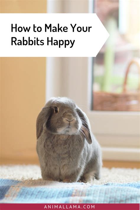 How To Make Your Rabbits Happy 12 Ways To Keep Them 100 Pleased