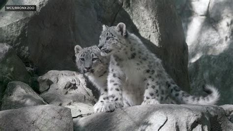 Snow Leopard Cubs Make Their Debuts At The Bronx Zoo
