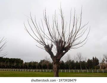 Image Naked Bald Willow Tree On Stock Photo Edit Now