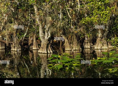 Cypress Trees In The Everglades National Park Florida Usa Stock Photo