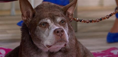 Worlds Ugliest Dog Winner Quasi Modo Live On Gma Abc News