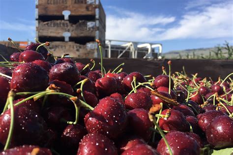 New Rule Nixes Penalties For Northwest Cherry Processors Fruit Growers News
