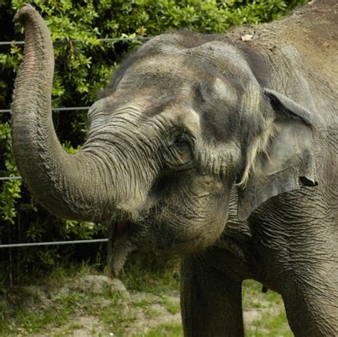 Woodland Park Zoo To Phase Out Elephant Exhibit Find New Home For Two