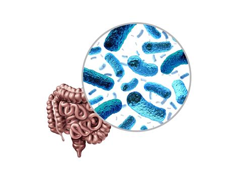 Spotlight How Does The Human Gut Microbiota Affect Immune Cell
