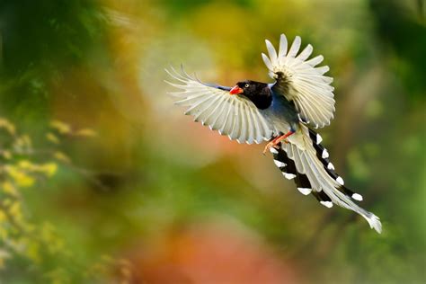 Aggregate More Than 163 Beautiful Flying Birds Wallpapers Latest