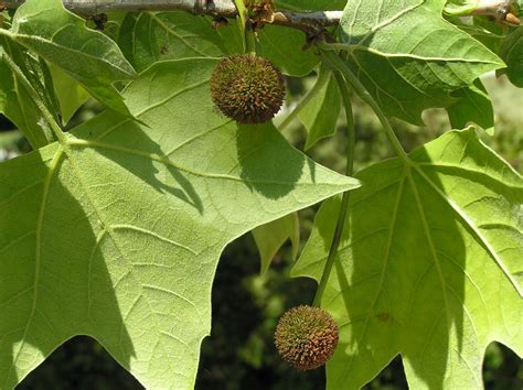 Sycamore Purdue Fort Wayne