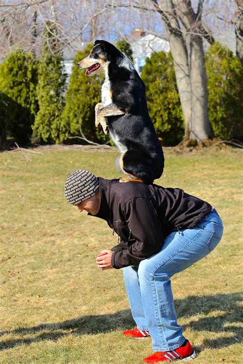 Trick Training Ledr Dog Training