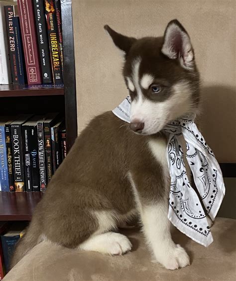 Monroe is our little princess waterwolf! Siberian Husky Puppies For Sale | Santa Rosa Beach, FL #327677